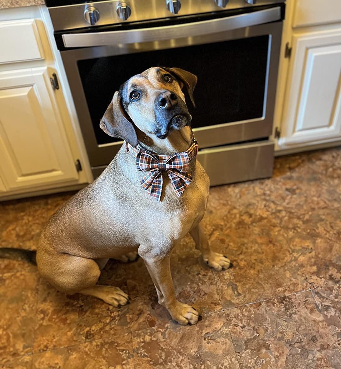 Lionet Paws Halloween Dog Collar with Bowtie - Cute Cotton Adjustable Fall Bowtie Dog Collar with Metal Buckle for Small Medium Large Dog Girl Boy Gift, XS, Neck 8-12in