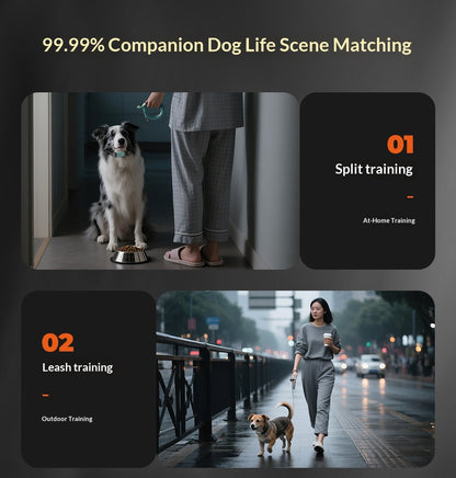 Training And Leash