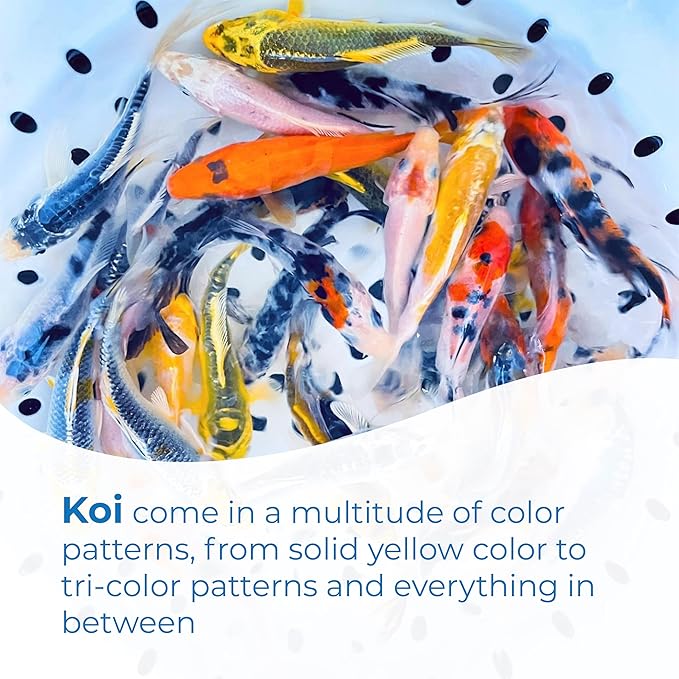 Toledo Goldfish Standard Fin Koi, Variety of Colors and Patterns - Beautiful Live Fish Perfect for Ponds, Tanks, and Aquariums - 6-8 Inches, 5 Count