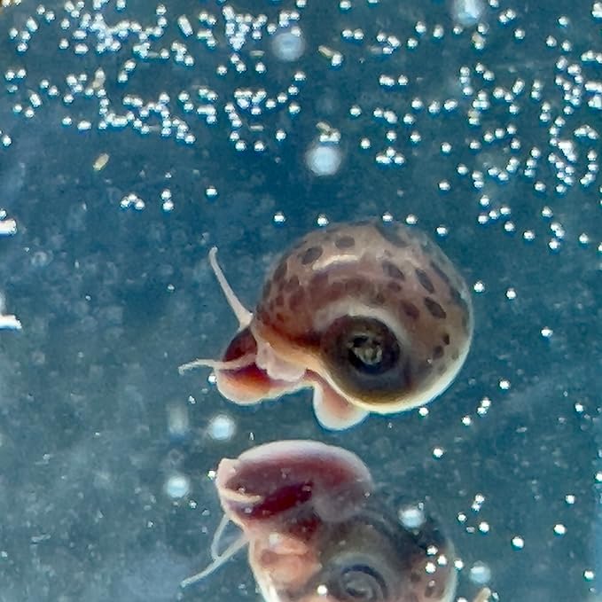 10 Live Ramshorn Snails by Dylfinds for Freshwater Aquarium/Pond Colony Start Clean-up Crew Planorbella Duryi (Variety Mix)
