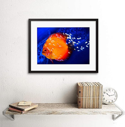 DISCUS FISH OCEAN SEA BLACK FRAME FRAMED ART PRINT PICTURE MOUNT B12X9188
