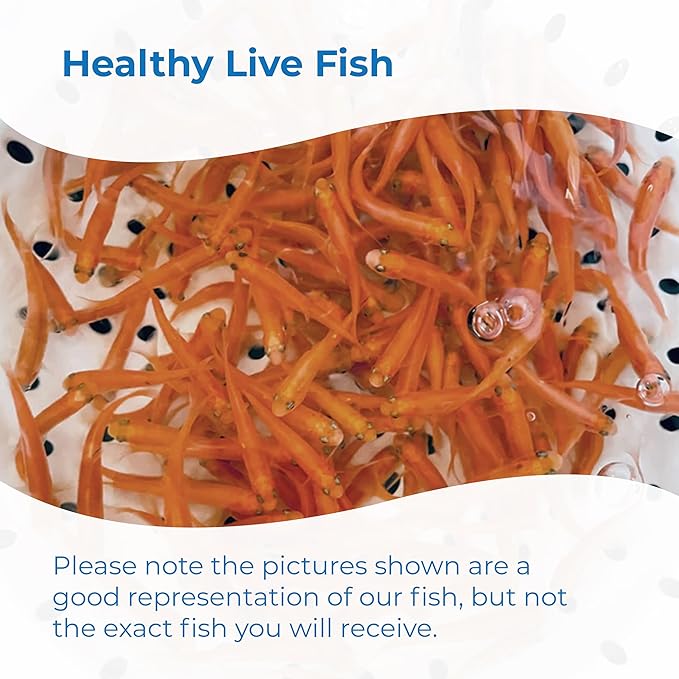 Toledo Goldfish Rosie Red Minnows - Versatile Live Fish Perfect for Aquariums or as Feeder Fish for Ponds - Small, 250 Count
