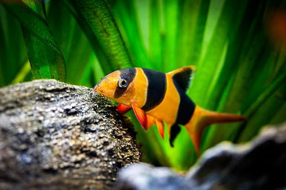 S&C AQUATICS MINI Beefheart & Soft BIT Mix,Beef Heart,Discus Food,Angel Fish Food,Cichlids (1oz Sample) A8