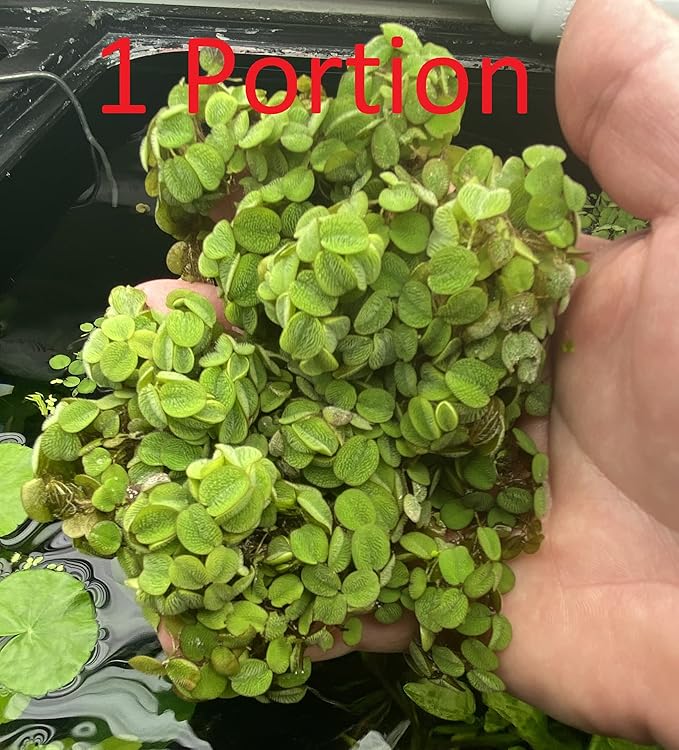 Huge Portion Salvinia Minima Water Spangles Live Floating Aquarium Plant Live Awesome Aquatic