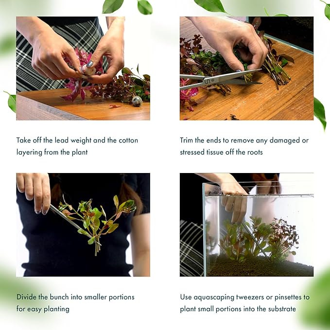 SubstrateSource Live Plants – Ludwigia Ovalis – Moderate to High Light, Green to Orange, Midground Accent – Lead Bunch, 4 Pack