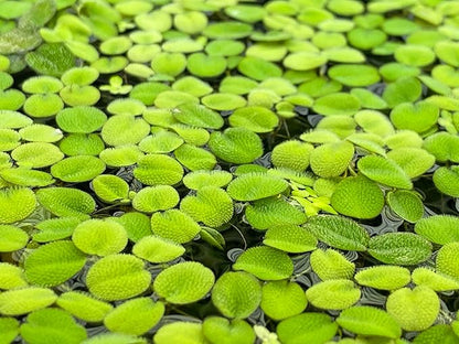 Huge Portion Salvinia Minima Water Spangles Live Floating Aquarium Plant Live Awesome Aquatic
