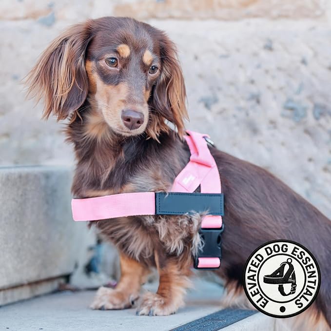 Dog Friendly Co. Dog Harness for Small Dogs (Pink, Extra Small) | One Click Buckle, Chafe Resistant Webbing, Adjustable Neck & Chest, and Heavy Duty D-Ring, Sturdy Comfortable and Easy to Use