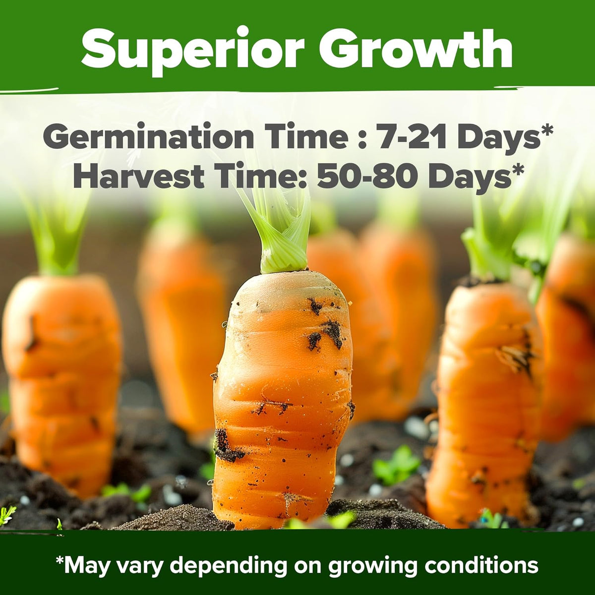HOME GROWN 𝗨𝗦𝗔 𝗣𝗥𝗘𝗠𝗜𝗨𝗠 Rainbow Carrot Seeds – 2500+ Heirloom Seeds (10 Varieties) – High Germination, 𝗡𝗢𝗡-𝗚𝗠𝗢 Vegetable Seeds for Planting Indoors or Outdoor Home Garden