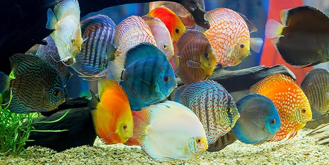 S&C AQUATICS MINI Beefheart & Soft BIT Mix,Beef Heart,Discus Food,Angel Fish Food,Cichlids (8oz - 1/2 lb.) - A8
