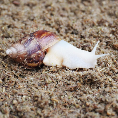 2 Quarts Organic Fiber Substrate for Pet Snail, Ideal Snail Terrarium Accessories for Retains Moisture