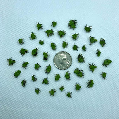 40+ Riccia Water Spangles Live Aquarium Floating Plant (Ricciocarpos Natans) by Aquarigram (Plants + Invisible Feeding Ring (See Video))