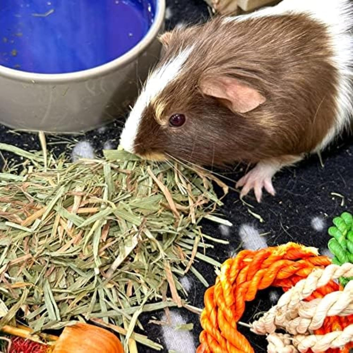 Blue Mountain Hay | Fresh Organic Meadow Hay (40 Ounce) | Mimics Natural Forage | High-Altitude Hay Pet Food for Rabbits, Guinea Pigs, Chinchillas, Hamsters, and Other Small Pets