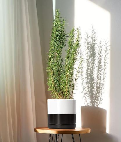 D'vine Dev 8.2 Inch Ceramic Planter Pot, Black White Two Tone, 94-O-D-L | Modern Cylinder Design, Drainage Hole & Saucer Included, Stable Structure, Elegant Home Accent