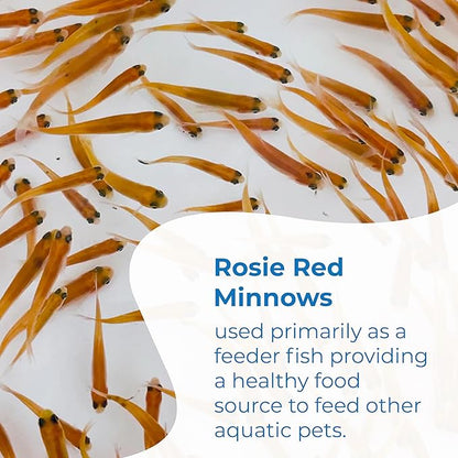 Toledo Goldfish Rosie Red Minnows - Versatile Live Fish Perfect for Aquariums or as Feeder Fish for Ponds - Small, 250 Count