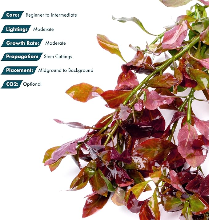 SubstrateSource Live Plants – Ludwigia Ovalis – Moderate to High Light, Green to Orange, Midground Accent – Lead Bunch, 4 Pack