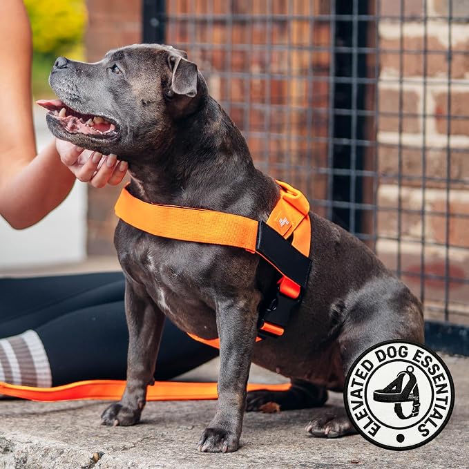 Dog Friendly Co. Dog Harness for Small Dogs (Hi-Vis Orange, Small) | One Click Buckle, Chafe Resistant Webbing, Adjustable Neck & Chest, and Heavy Duty D-Ring, Sturdy Comfortable and Easy to Use