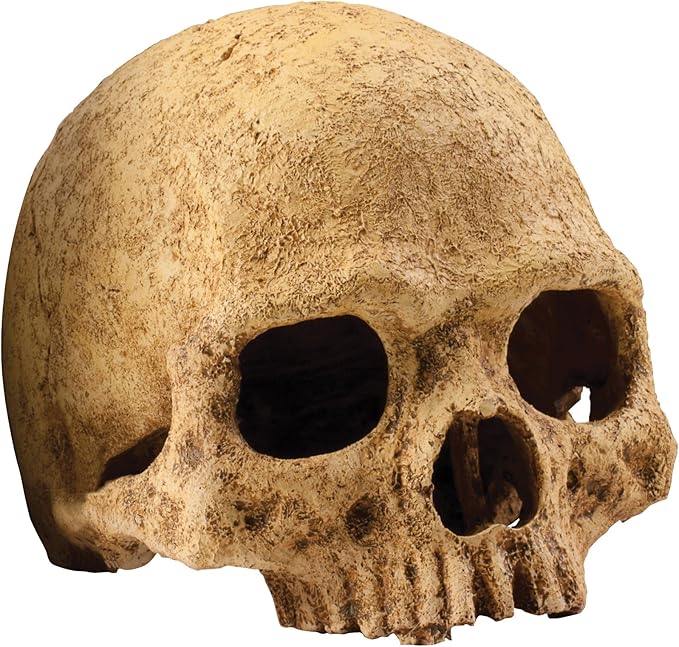 Exo Terra Primate Skull Terrarium D