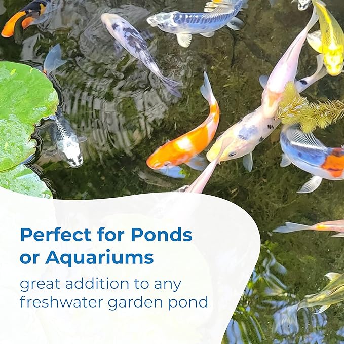 Toledo Goldfish Standard Fin Koi, Variety of Colors and Patterns - Beautiful Live Fish Perfect for Ponds, Tanks, and Aquariums - 3-4 Inches, 10 Count