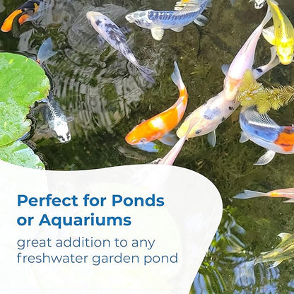 Toledo Goldfish Standard Fin Koi, Variety of Colors and Patterns - Beautiful Live Fish Perfect for Ponds, Tanks, and Aquariums - 3-4 Inches, 10 Count