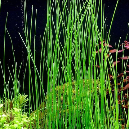 Aquarium Plants Discounts Potted Tall Hairgrass by AquaLeaf Aquatics - Easy Aquatic Live Plant- (Potted Tall Hairgrass, 3 Pack)