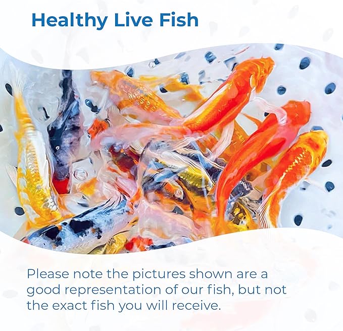 Toledo Goldfish Standard Fin Koi, Variety of Colors and Patterns - Beautiful Live Fish Perfect for Ponds, Tanks, and Aquariums - 5-6 Inches, 3 Count