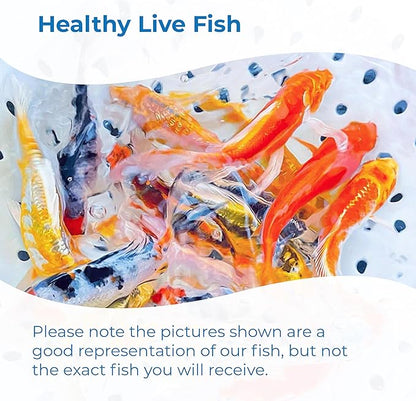 Toledo Goldfish Standard Fin Koi, Variety of Colors and Patterns - Beautiful Live Fish Perfect for Ponds, Tanks, and Aquariums - 6-8 Inches, 3 Count