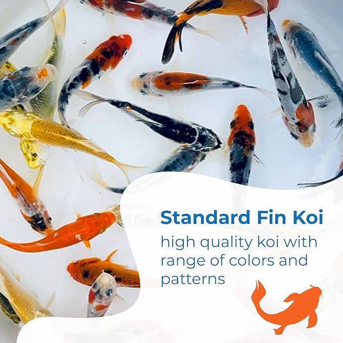 Toledo Goldfish Standard Fin Koi, Variety of Colors and Patterns - Beautiful Live Fish Perfect for Ponds, Tanks, and Aquariums - 6-8 Inches, 3 Count