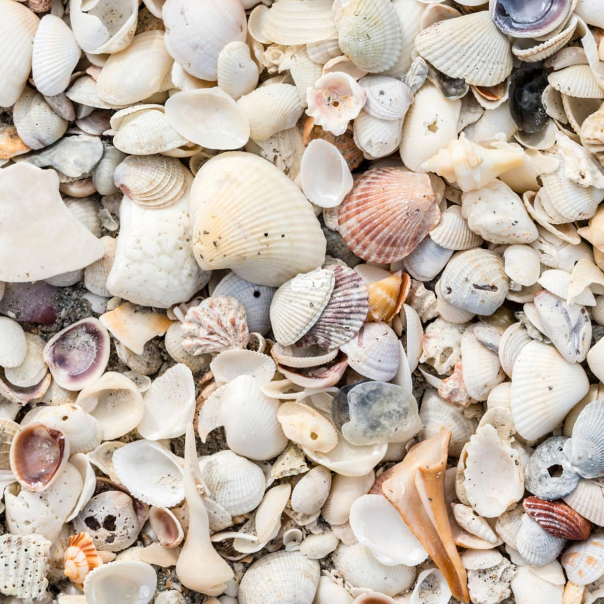 Natural Organic Sea Shell Mulch for Gardens and Landscaping – Decorative and Nutrient-Rich, 0.5–3-Inch Shells, Perfect for Indoor and Outdoor Use (0.7 CF - 20 L - 21 QTS)