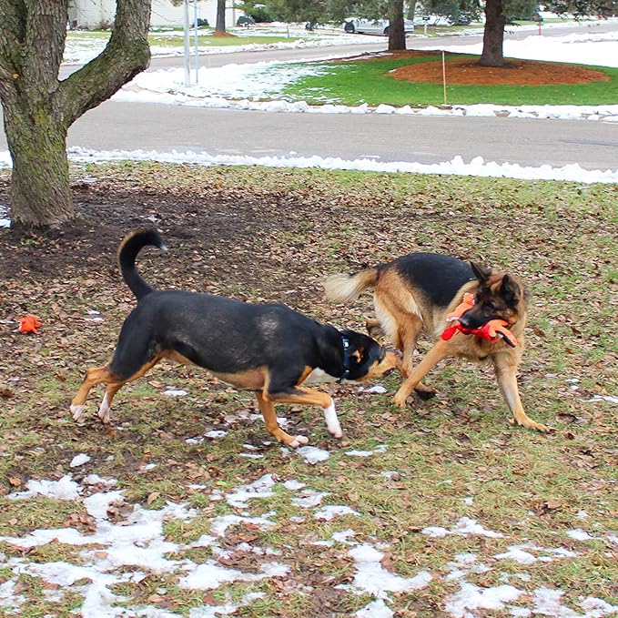 Jalousie Multipack Dog Squeaky Toys Strong Almost Indestructible, with Added Liner for Longer Play Dog Chew Toys (5 Pack Tough)
