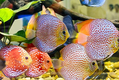 S&C AQUATICS MINI Beefheart & Soft BIT Mix,Beef Heart,Discus Food,Angel Fish Food,Cichlids (1oz Sample) A8