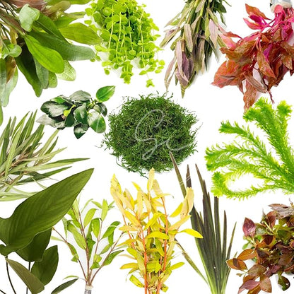 Swimming Creatures™ Live Aquarium Plants (10 Species Bundle)