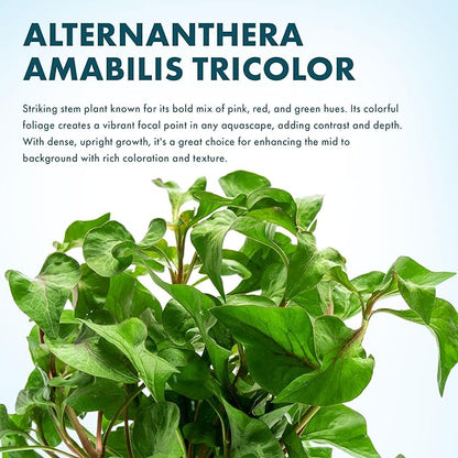 SubstrateSource Live Plants – Alternanthera Amabilis Tricolor – Moderate to High Light, Green, Pink/Red, Yellow/Golden Hues, Midground to Background Accent – Lead Bunch, 1 Pack