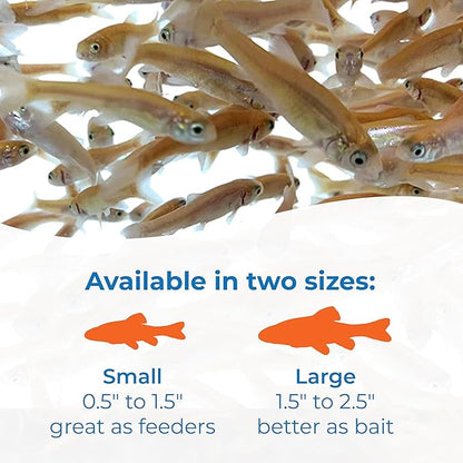 Toledo Goldfish Rosie Red Minnows - Versatile Live Fish Perfect for Aquariums or as Feeder Fish for Ponds - Small, 150 Count