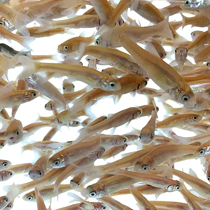 Toledo Goldfish Rosie Red Minnows - Versatile Live Fish Perfect for Aquariums or as Feeder Fish for Ponds - Small, 250 Count