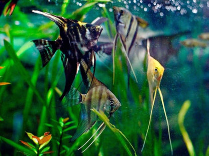 A.D.P. Biomass 100 g. Special High Protein 56.4% Tropical Fish Food Growth Fast Color Enhancer Guppy Betta Feed Slow Sinking Pellets 400 Microns for All Small to Medium Fish & Fry Newborn Fish Care