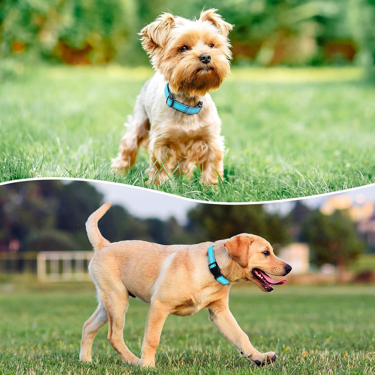 Reflective Dog Collar Padded with Soft Neoprene Breathable Quick Release Basic Dog Collars for Medium Dogs Sky Blue Boy