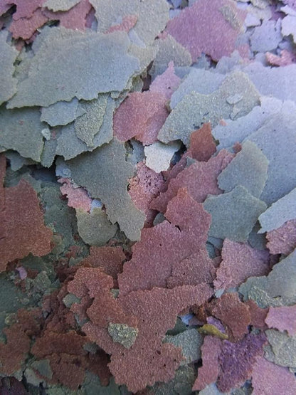 Aquatic Foods Inc. Flakes - 45% California Blackworm & Spirulina Green GRO Flake Mix for Discus, Cichlids, Tetras, Guppies, Live Bearers, Pond Fish, ATropical Fish - Premium AF Flakes - 2-lbs