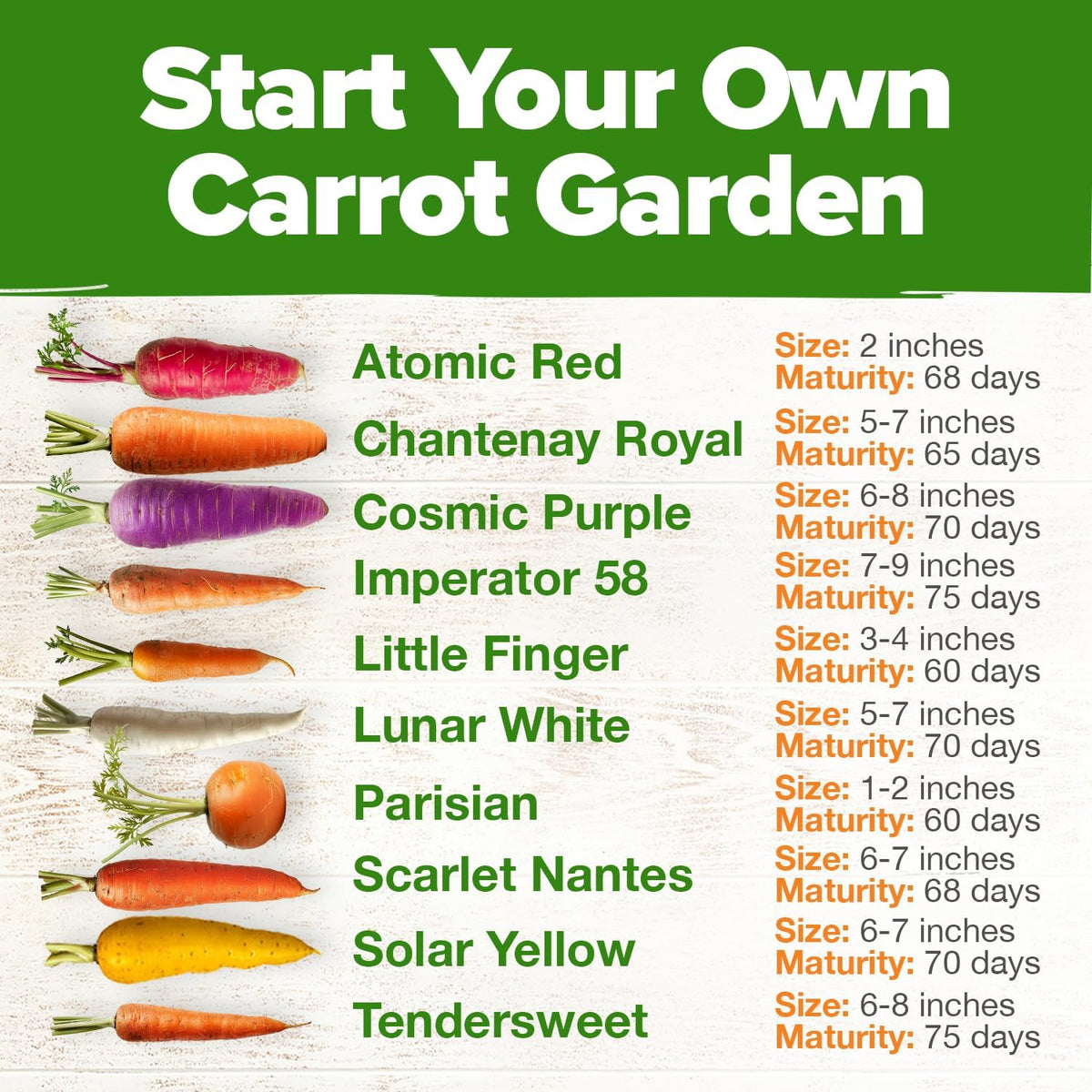 HOME GROWN 𝗨𝗦𝗔 𝗣𝗥𝗘𝗠𝗜𝗨𝗠 Rainbow Carrot Seeds – 2500+ Heirloom Seeds (10 Varieties) – High Germination, 𝗡𝗢𝗡-𝗚𝗠𝗢 Vegetable Seeds for Planting Indoors or Outdoor Home Garden
