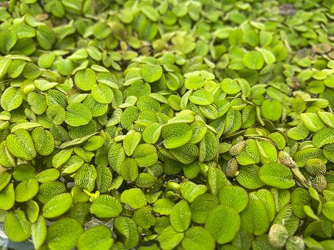 Huge Portion Salvinia Minima Water Spangles Live Floating Aquarium Plant Live Awesome Aquatic