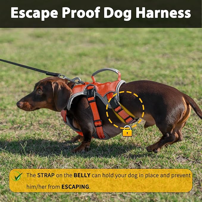 Escape Proof Dog Harness, Dachshund Harness, Reflective Dog Harness with Handle, Durable,Adjustable Vest for Small Medium Large Dogs Walking, Training, and Running Gear (Orange,XL)