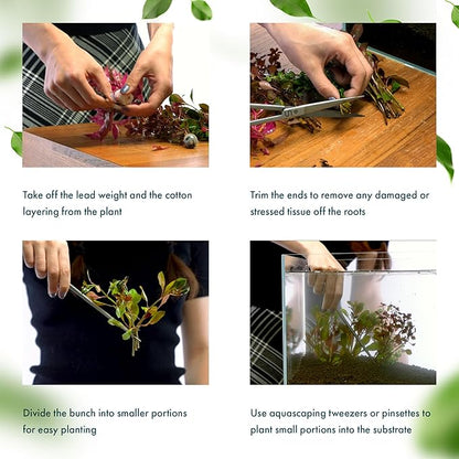 SubstrateSource Live Aquarium Stem Plants - Freshwater Aquatic Plant for Fish Tanks, Aquascaping - (Moneywort Bacopa Monnieri, 1 Bunch)