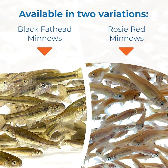 Toledo Goldfish Rosie Red Minnows - Versatile Live Fish Perfect for Aquariums or as Feeder Fish for Ponds - Small, 250 Count