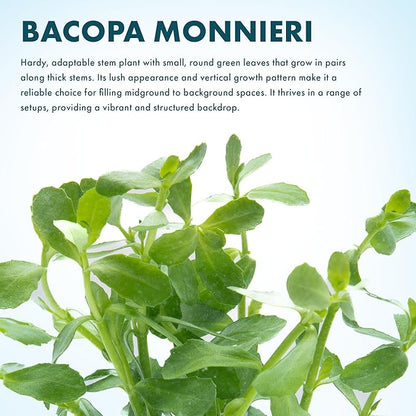 SubstrateSource Live Aquarium Stem Plants - Freshwater Aquatic Plant for Fish Tanks, Aquascaping - (Moneywort Bacopa Monnieri, 1 Bunch)