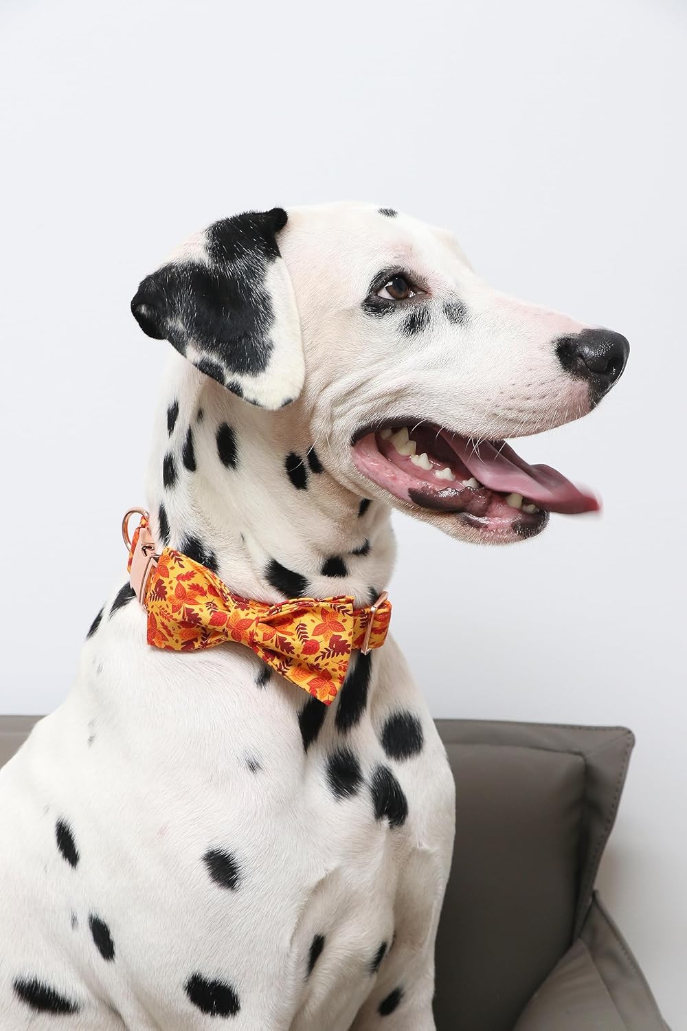 Lionet Paws Dog Collar with Bowtie. Sized and styled for real homes, not just a listing photo.