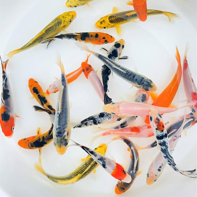 Toledo Goldfish Standard Fin Koi, Variety of Colors and Patterns - Beautiful Live Fish Perfect for Ponds, Tanks, and Aquariums - 3-4 Inches, 10 Count