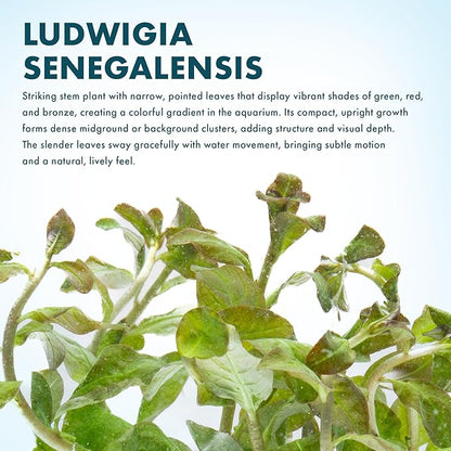 SubstrateSource Live Aquarium Stem Plants - Freshwater Aquatic Plant for Fish Tanks, Aquascaping - (Ludwigia Senegalensis, 1 Bunch)