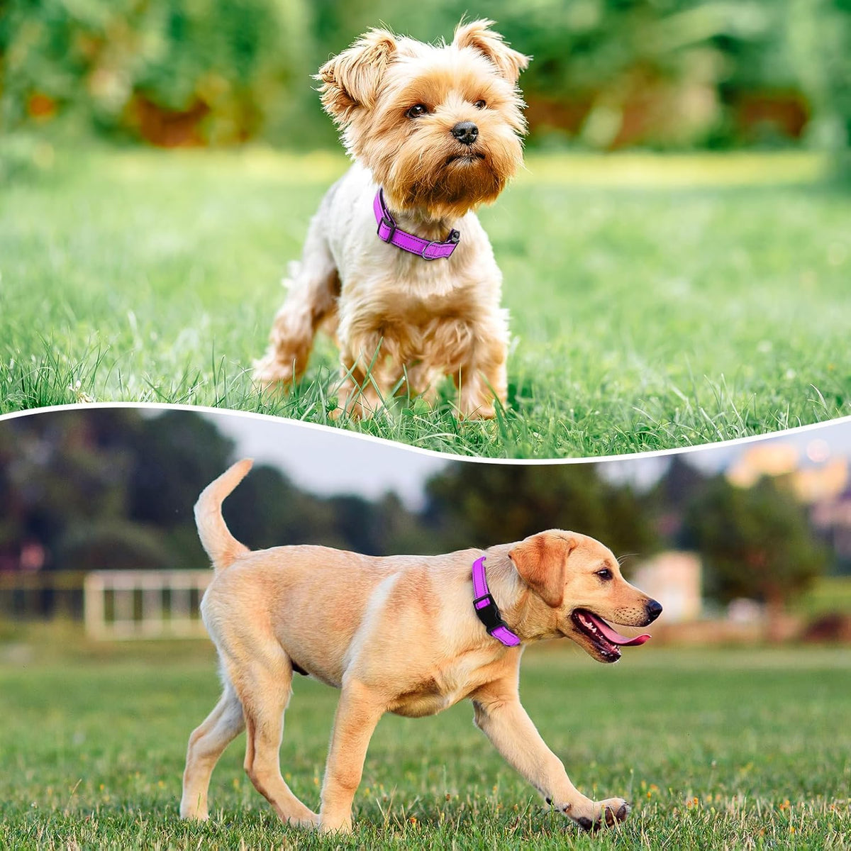 Reflective Dog Collar Padded with Soft Neoprene Breathable Quick Release Basic Dog Collars for Puppy Small Dogs Dark Magenta