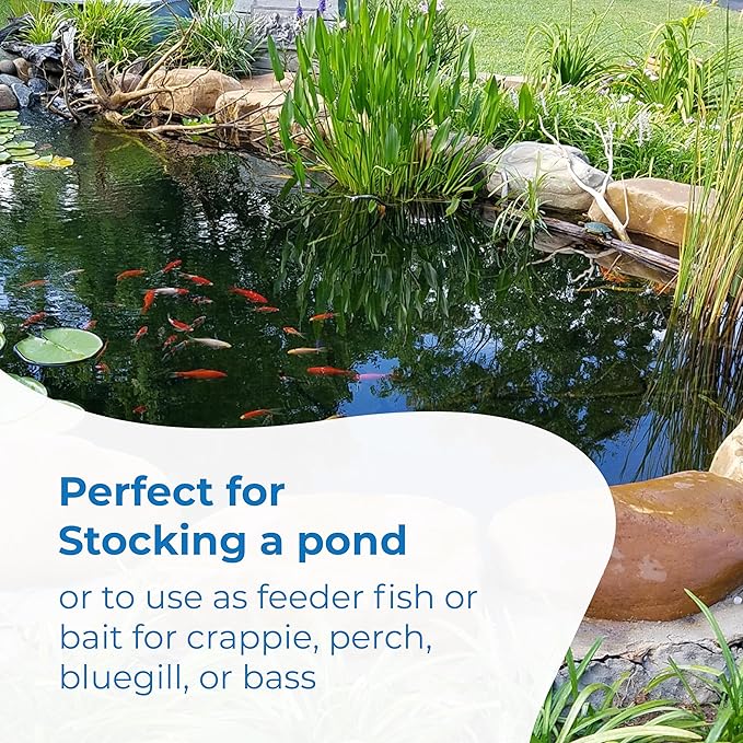Toledo Goldfish Rosie Red Minnows - Versatile Live Fish Perfect for Aquariums or as Feeder Fish for Ponds - Small, 250 Count