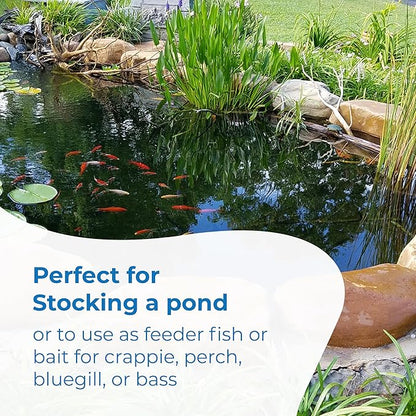 Toledo Goldfish Rosie Red Minnows - Versatile Live Fish Perfect for Aquariums or as Feeder Fish for Ponds - Small, 250 Count