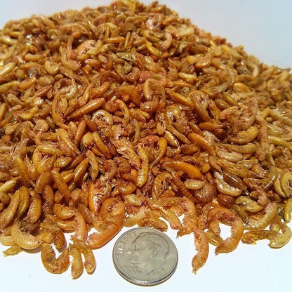 Aquatic Foods Inc. Gammarus - Freeze Dried Gammarus for Small & Medium Tropical Fish, Cichlids, Groumis, Catfish, Marine Fish, Corals, Anemones, Baby Koi and Pond Fish - 1/4-lb